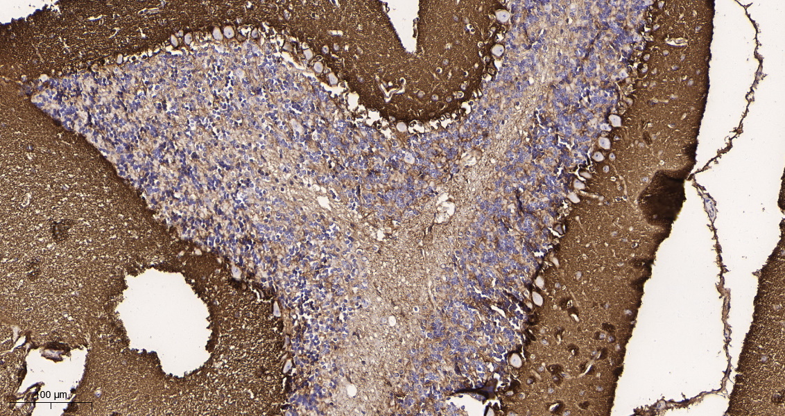 Rabbit Monoclonal Antibody to EAAT1
