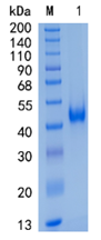 GX00004 Human CXCL16