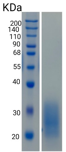 GX00025 Human NKp30