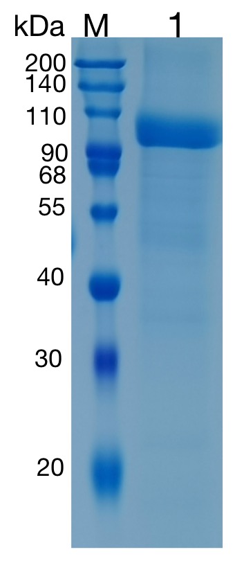 GX00029 Human NCAM2