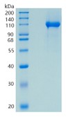 GX00031 Mouse Neuropilin 1