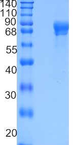 GX00034 Human FLRT2