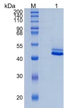 GX00040 Human CD5L