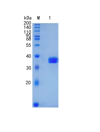 GX00042HumanKLK8