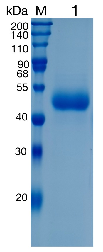 GX00043 Human TPST1