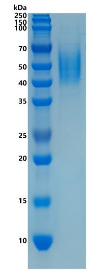 GX00049 Human B7-H2