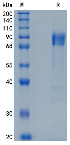 GX00051 Human DR6