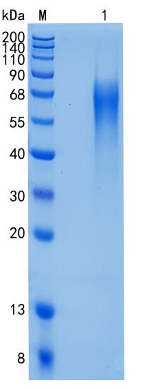 GX00058 Human LYPD3