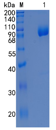 GX00063 Human CRTAM