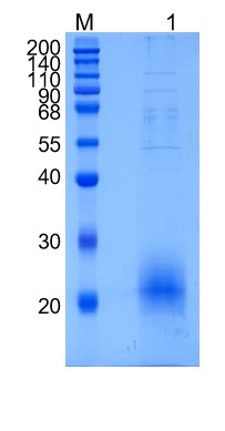GX00066 Human CD160