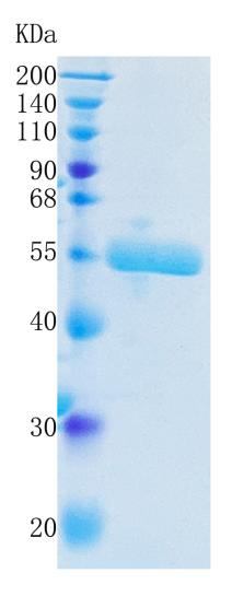GX00068 Human Urokinase