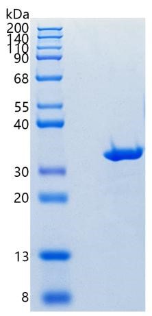 GX00070 Human CA1