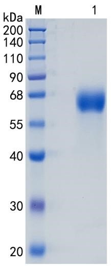 GX00071 Human Antithrombin
