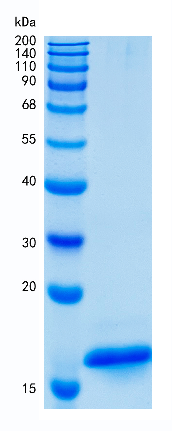 GX00075 Human Cystatin-SN