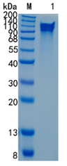 GX00076 Human Bradykinin