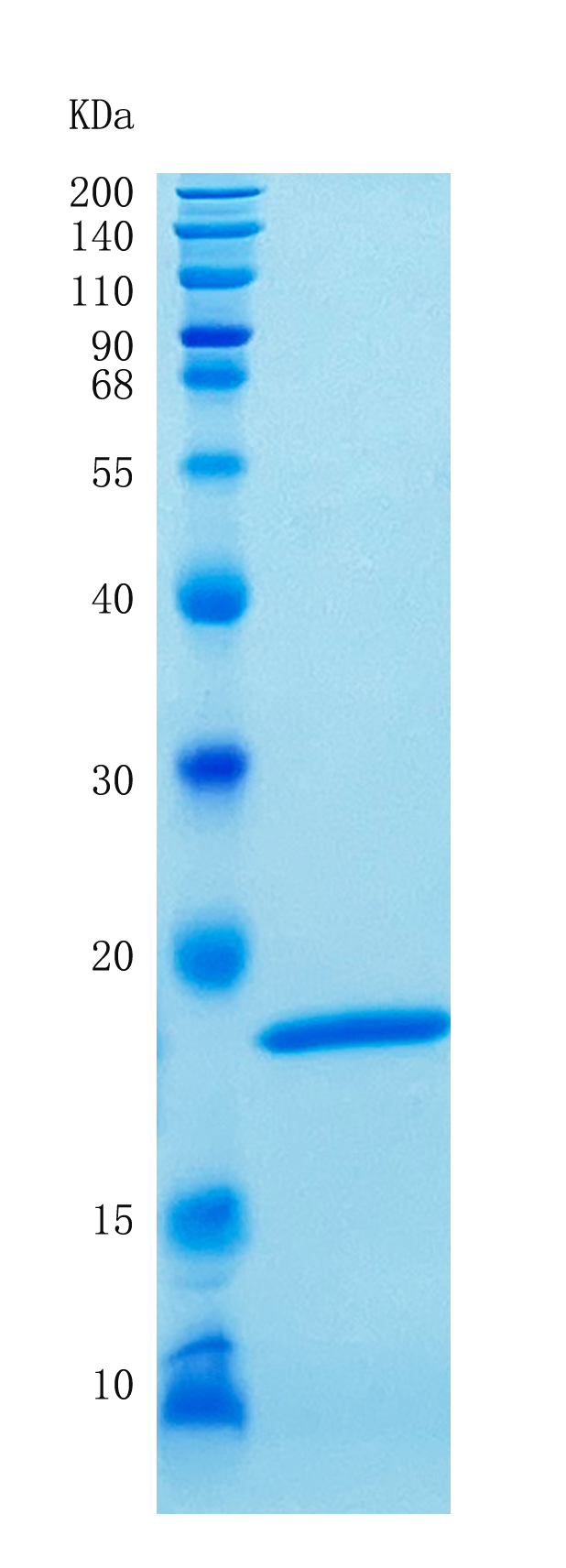 GX00079 Human IFNA1