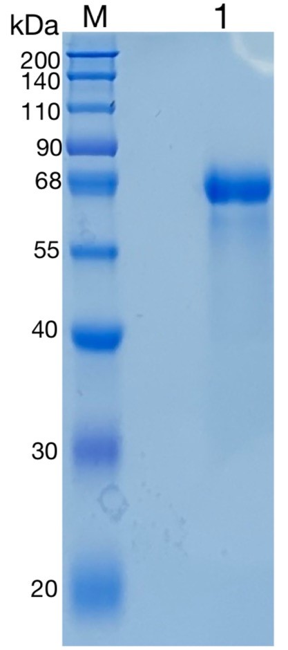 GX00097 Human HRG