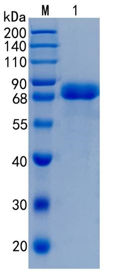 GX00099 Human A1BG