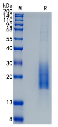 GX00100 Human CD3D