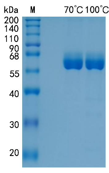 GX00102 Human il15&il5ra