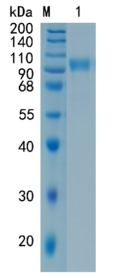 GX00103 Human ErbB2
