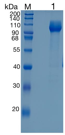 GX00104 Human TrkA