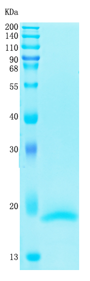 GX00108 Human IL4