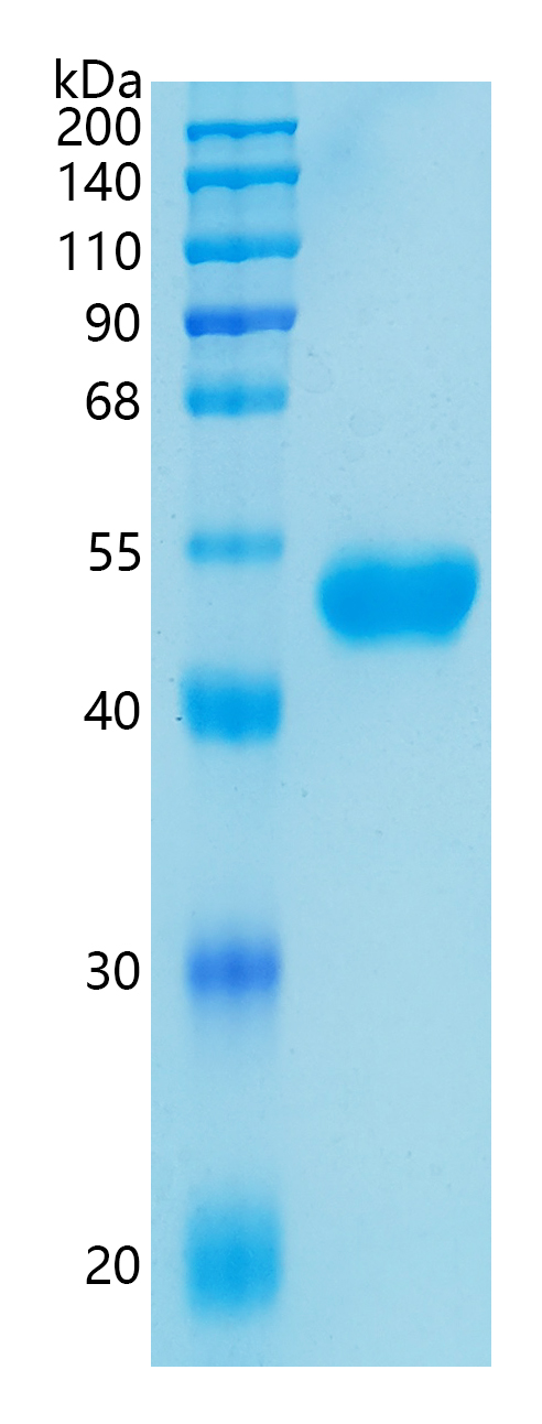 GX00113 Human CD5