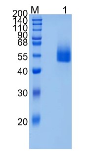 GX00115 Mouse CD4