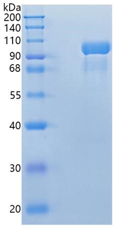 GX00116 Human Complement C2