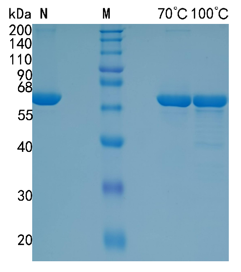 GX00124 Human P4HB