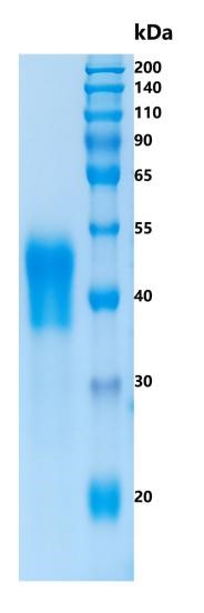 GX00136 Human CD16