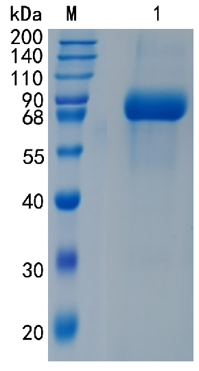 GX00139 Human IL-6