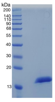 GX00142 Human CST2