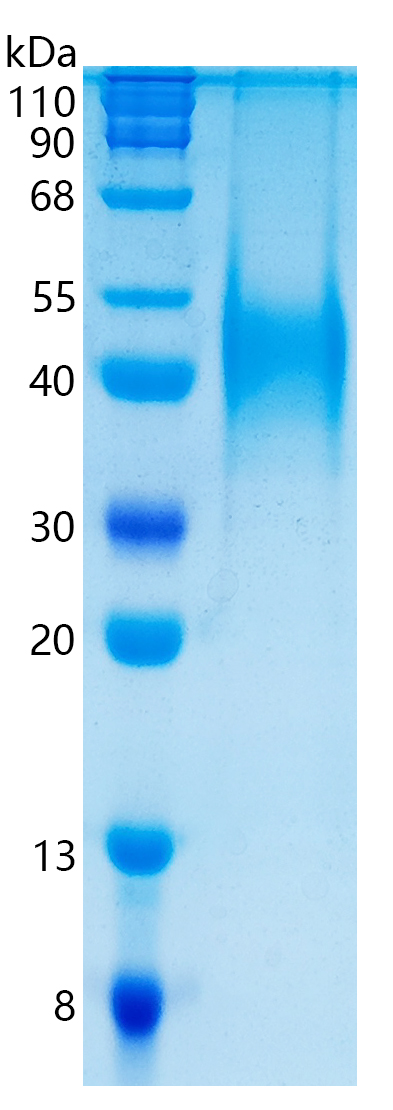 GX00143 Human CD48
