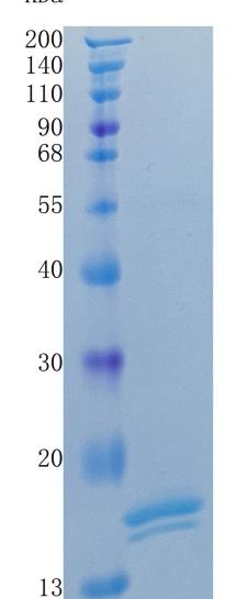 GX00148 Human CSF3