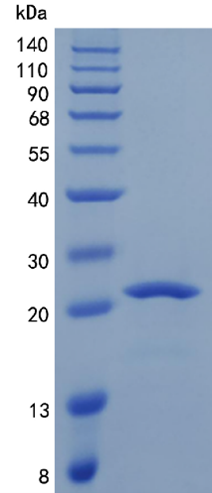 GX00149 Human CSH1