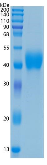 GX00159 Human TFPI