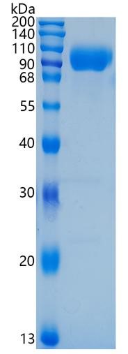 GX00189 Human Poliovirus Receptor