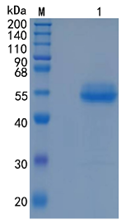 GX00191 Human B4GALT1