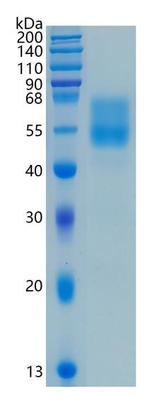 GX00196 Human MUC1