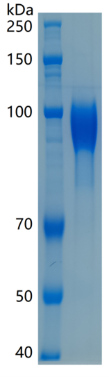 GX00200 Human CD31