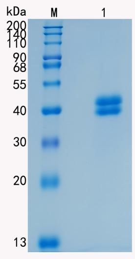 GX00437 Human PRSS8