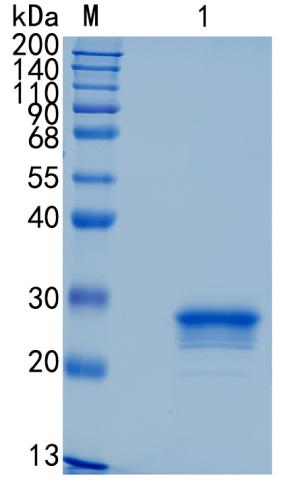 GX00565 Human ULBP-3