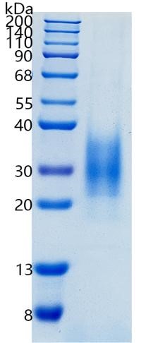 GX00577 Human IL22