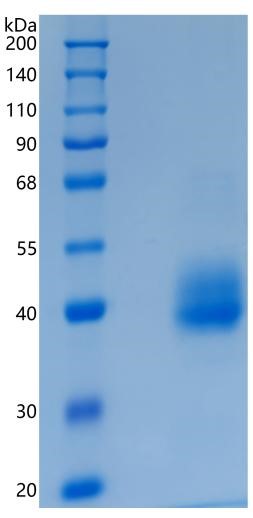 GX00583 Human TEM8