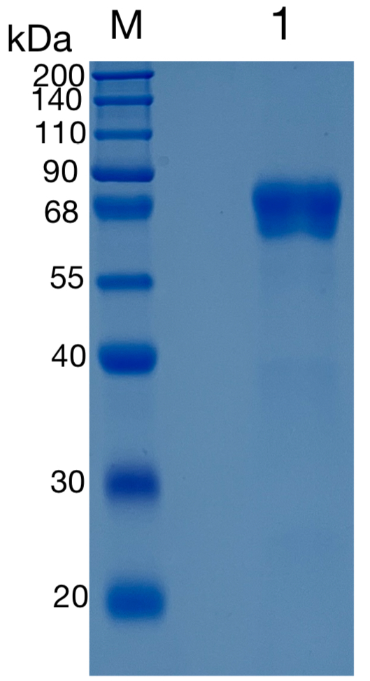 GX00588 Human CD229