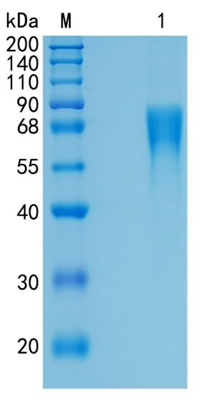 GX00607 Human Nectin 3