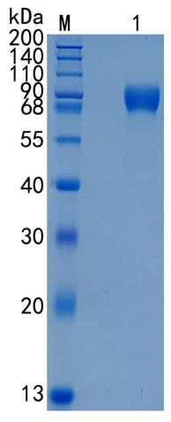 GX00616 Human FLRT3