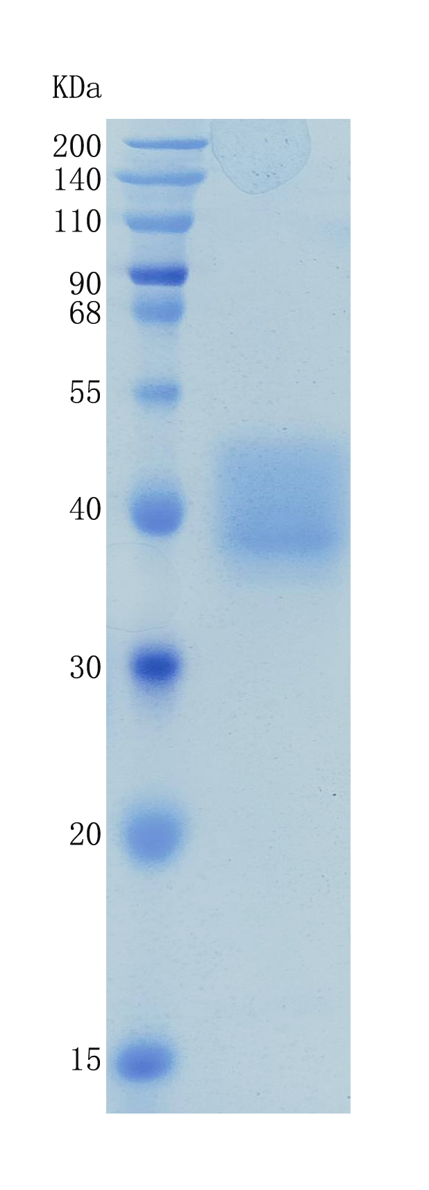 GX00631 Human CD84